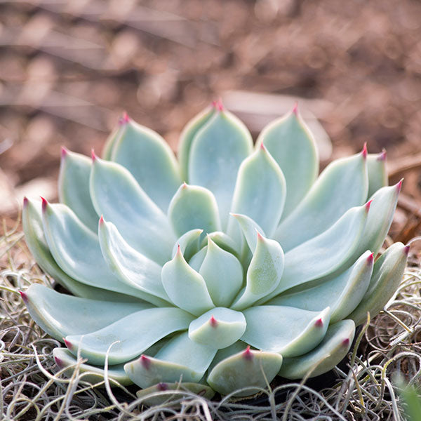 Echeveria colorata