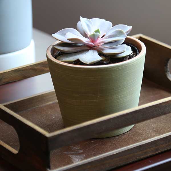 Perle Von Nurnberg Echeveria