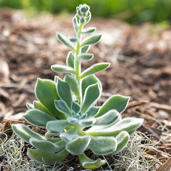 Echeveria setosa