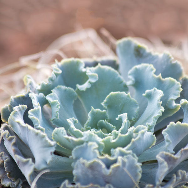Echeveria shaviana