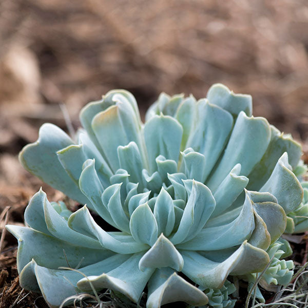 Echeveria runyonii 'Topsy Turvy'