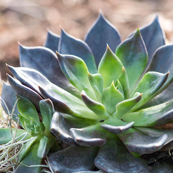 Echeveria 'Black Prince'