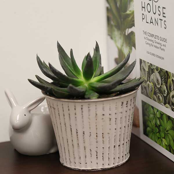 Echeveria affinis