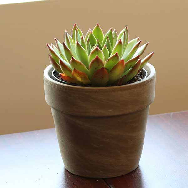 Echeveria agavoides