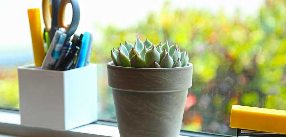 Jungle Fatigue ファティーグ OVY KAJA echeveria e4b1bf649f8b9.jpg