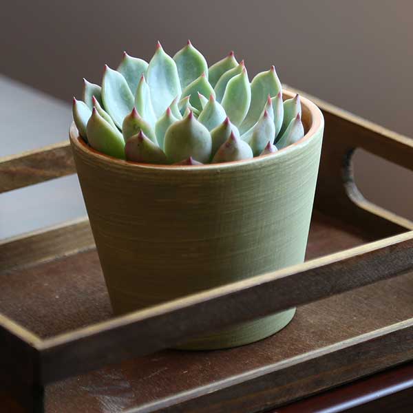 Echeveria colorata