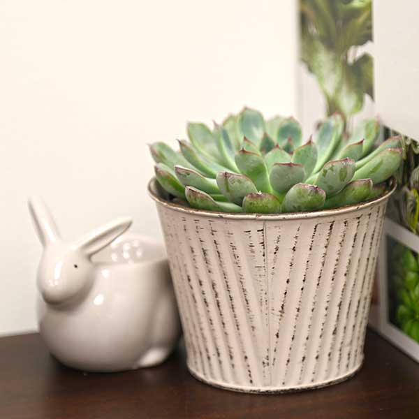 Deranosa Echeveria