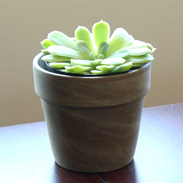 Echeveria elegans