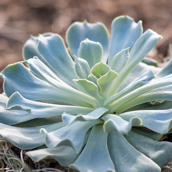 Echeveria secunda