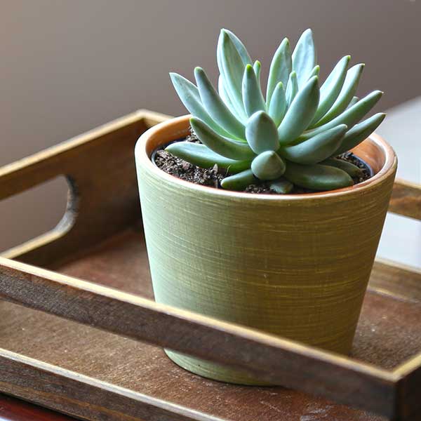 Echeveria haagai