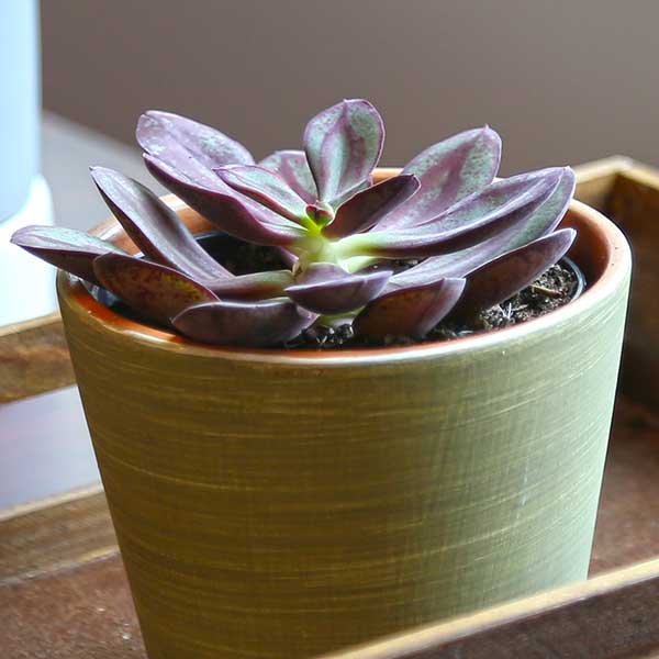 Echeveria nodulosa