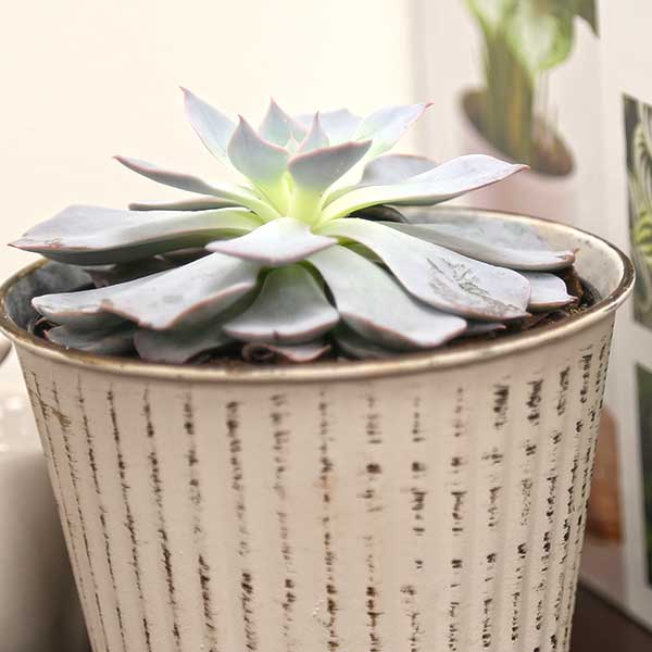 Echeveria peacockii