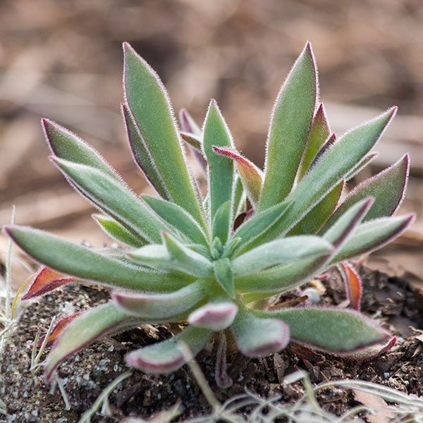 Echeveria pulvinata