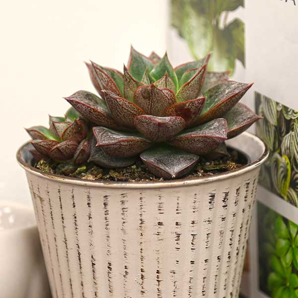 Echeveria purpusorum