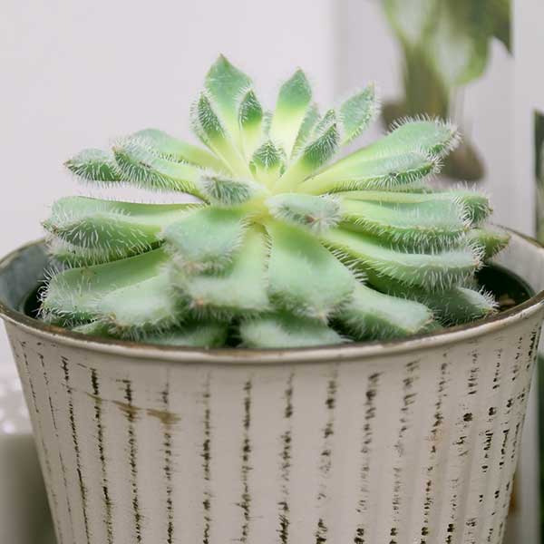 Echeveria setosa