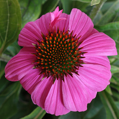 Prairie Splendor