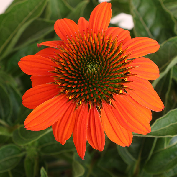 Sombrero Adobe Orange
