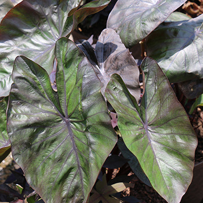 Black Magic Elephant Ear