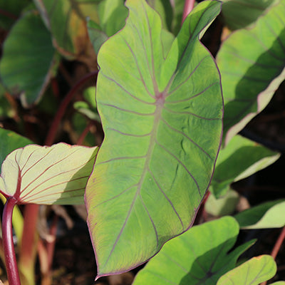 Blue Hawaii Elephant Ear