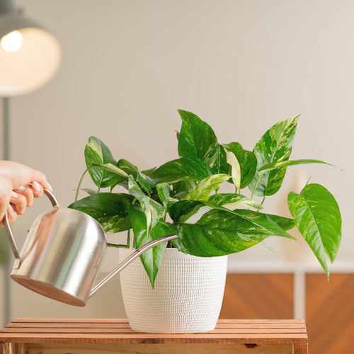Albo Pothos in a white pot on a wood table being watered from a silver watering can