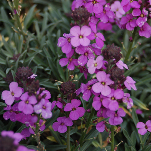 Bowles' Mauve Wallflower