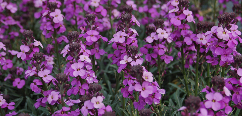 Wallflower – Costa Farms