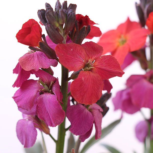 Winter Orchid Wallflower