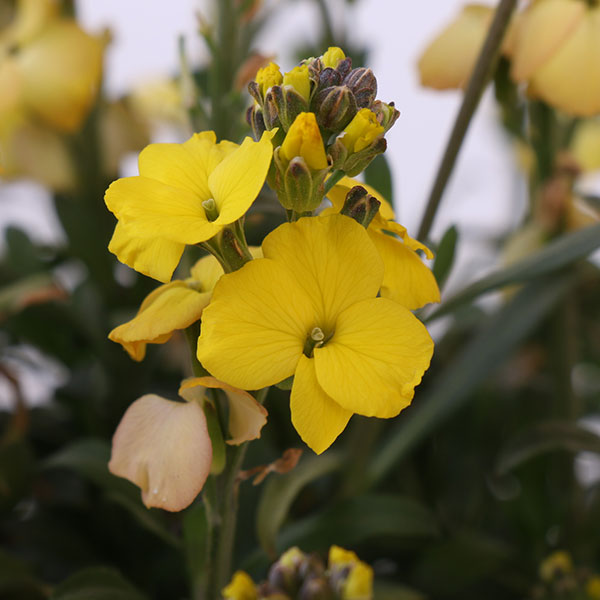 Winter Sun Wallflower