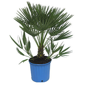 European Fan Palm