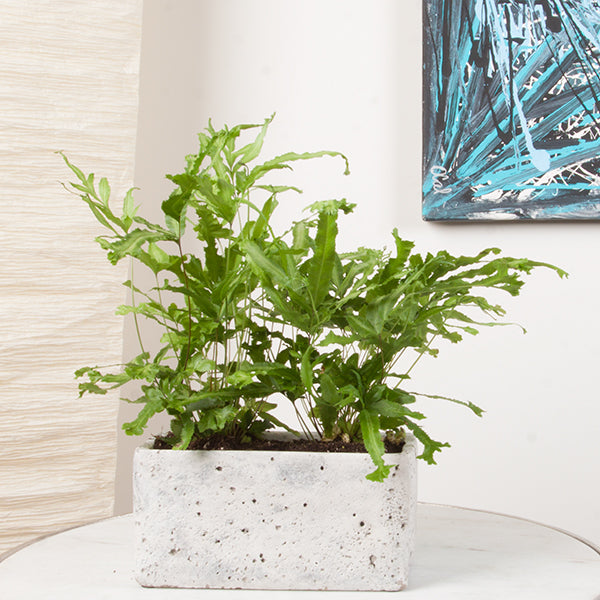 Brake Fern