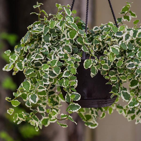 Bellus Creeping Ficus
