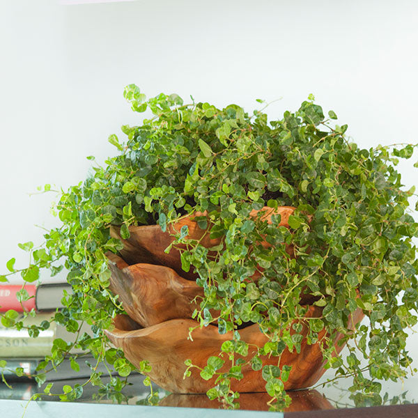 Curly Creeping Ficus