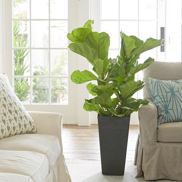Fiddleleaf Ficus