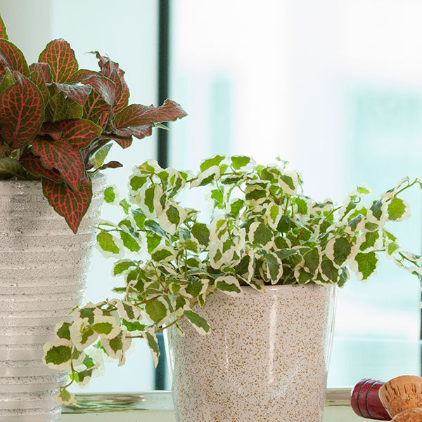 Sunny Creeping Ficus