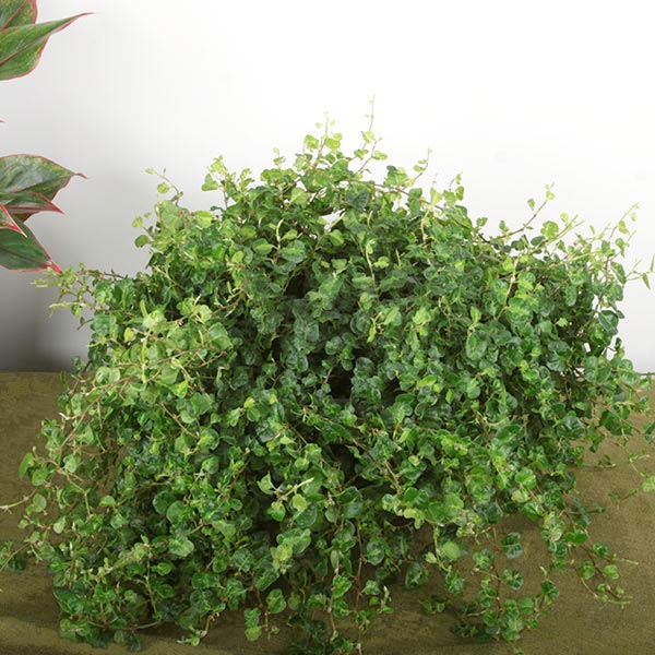 Dorty Creeping Ficus