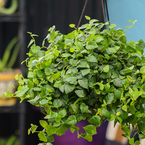 Creeping Ficus