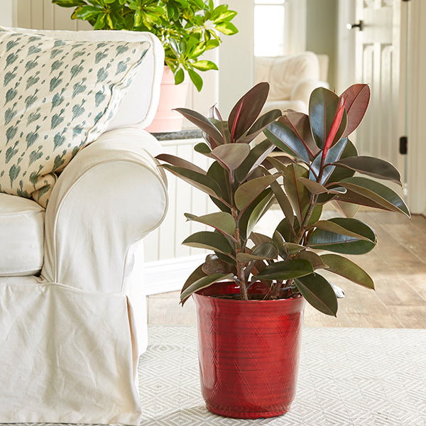 Burgundy Rubber Plant