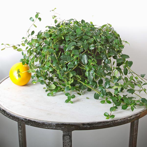 Ficus vaccinioides