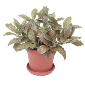 Black Star Nerve Plant