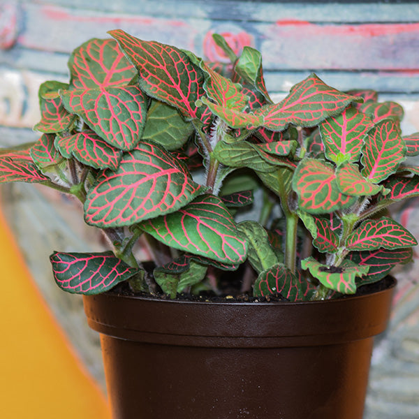 Mini Red Vein Nerve Plant