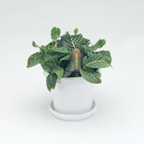 Mini Superba Nerve Plant