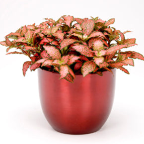 Red Star Nerve Plant