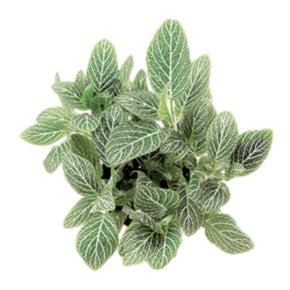 Stripes Forever Nerve Plant