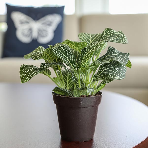Superba Nerve Plant