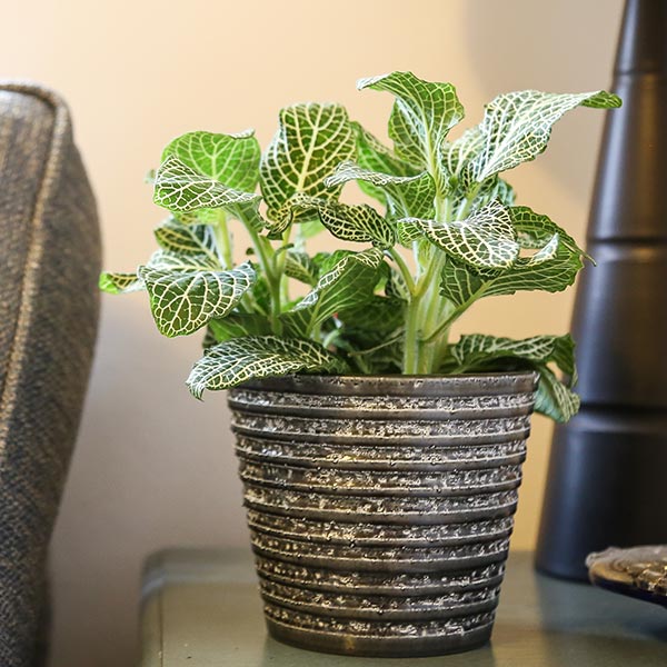 White Anne Nerve Plant
