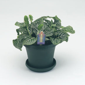 White Brocade Nerve Plant