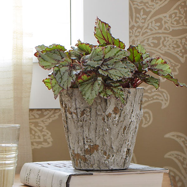 Flamenco Rex Begonia