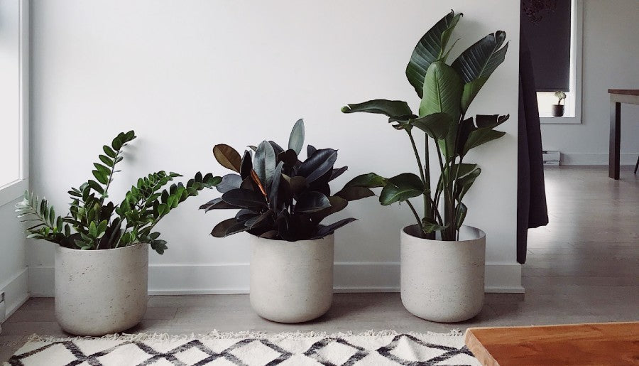 Interior Design Inspiration -- Using Floor Plants