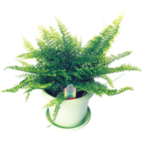 Florida Ruffle Boston Fern