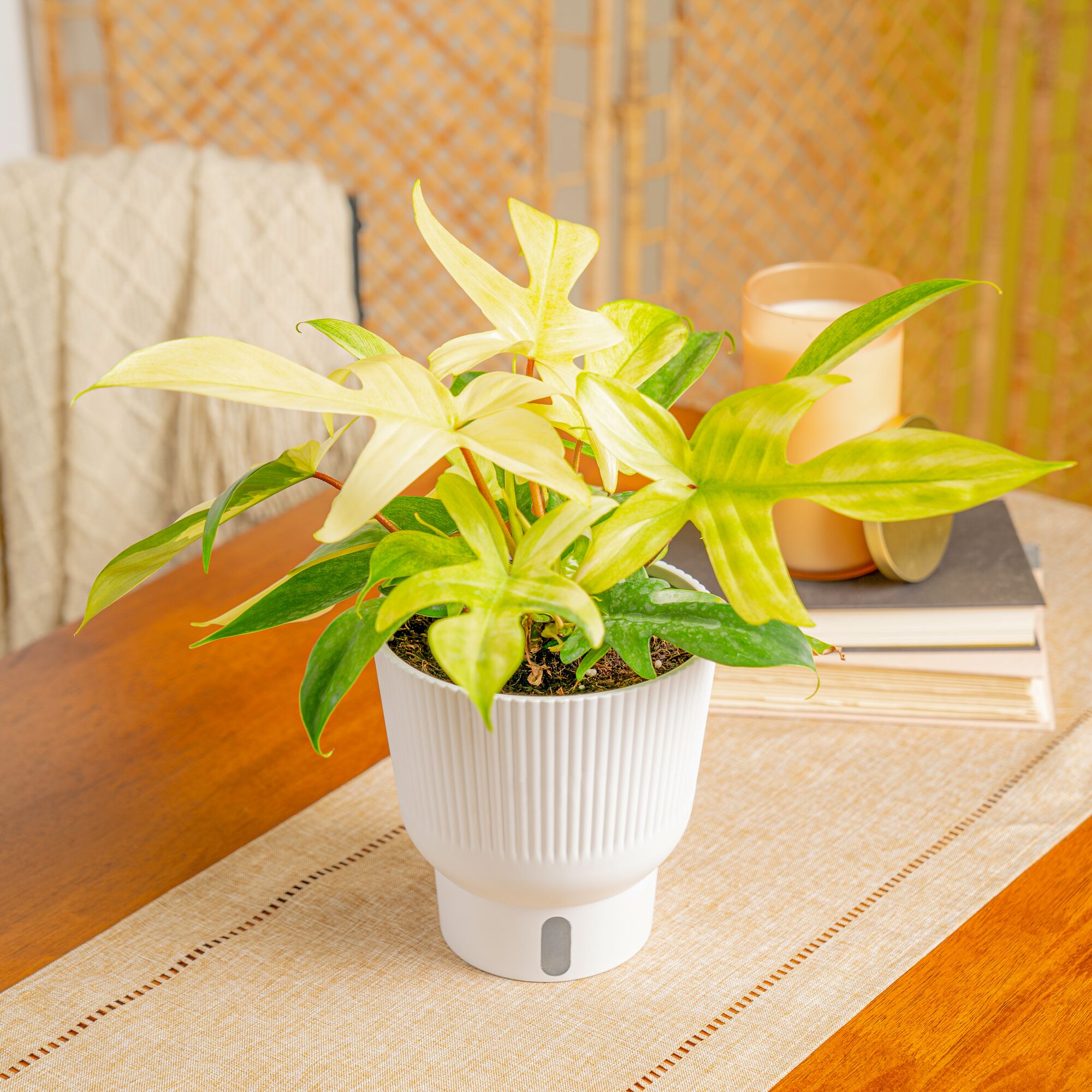 Philodendron Florida Ghost